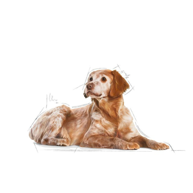 Royal Canin Medium Ageing Wet Dog Food medium breed dogs
