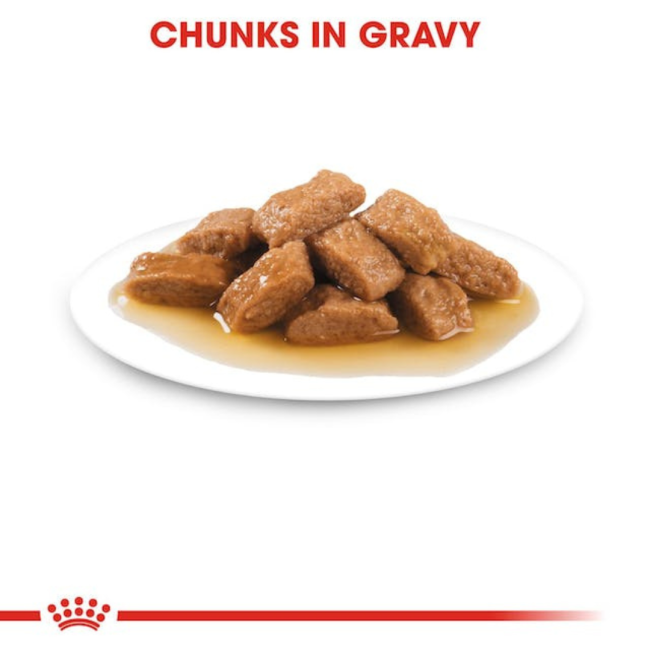 Royal Canin Medium Ageing Wet Dog Food chunks in gravy