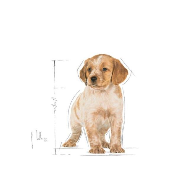 Royal Canin Medium Puppy Wet Food perfect size health