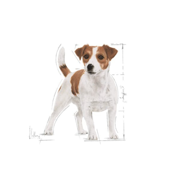 Royal Canin Mini Adult Wet Dog Food for mini breed of dogs