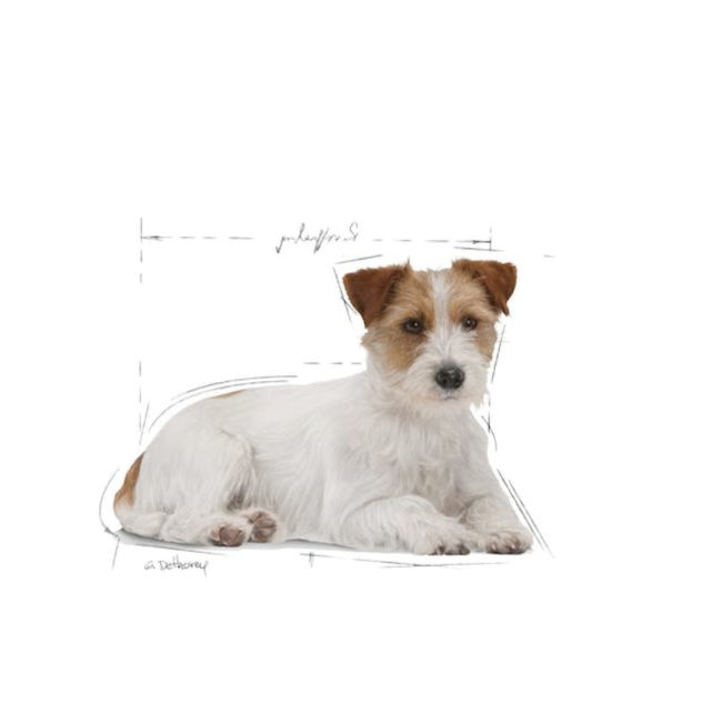 Royal Canin Mini Ageing Wet Dog Food for mini breeds of dogs