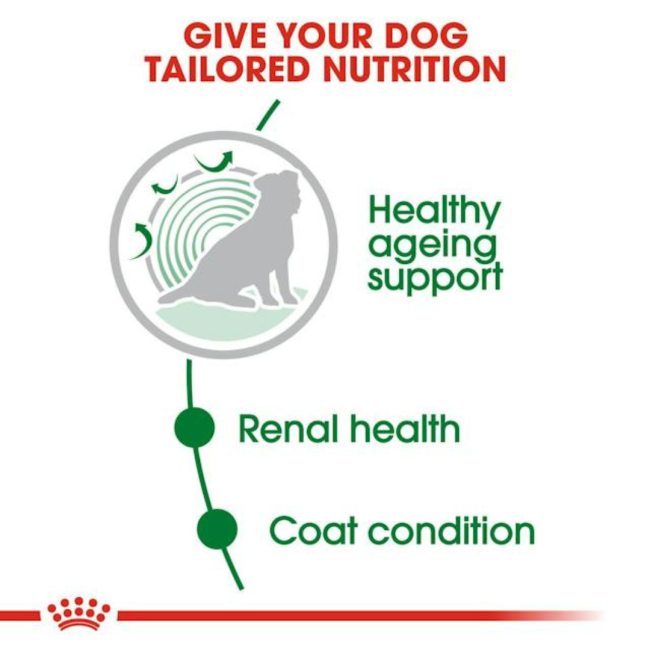 Royal Canin Mini Ageing Wet Dog Food tailored nutrition
