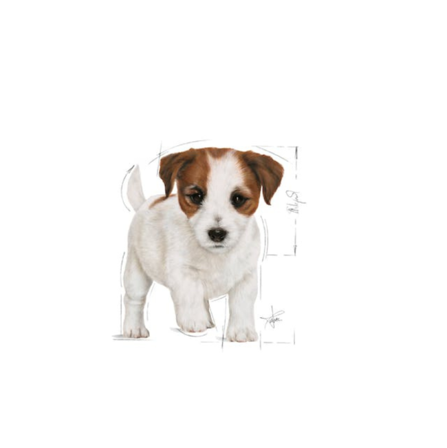 Royal Canin Mini Puppy Wet Food small breed