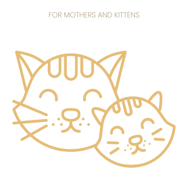 Purina Pro Plan Kitten Starter Food Salmon & Tuna for mothers and kittens