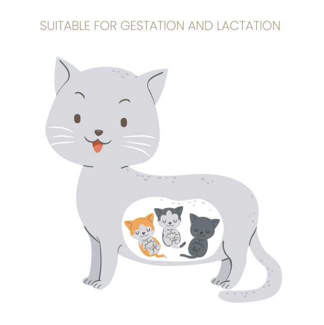 Purina Pro Plan Kitten Starter Food Salmon & Tuna for lactation