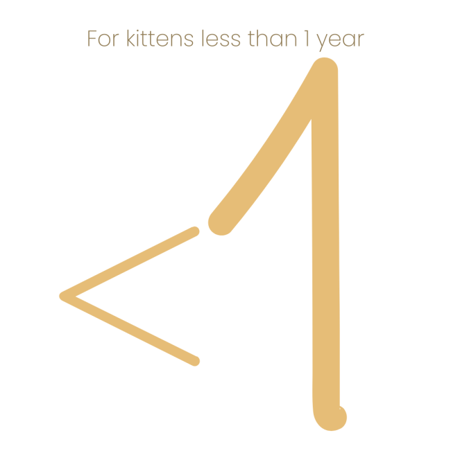 Purina Pro Plan Salmon in Gravy Wet Kitten Food less than 1 year