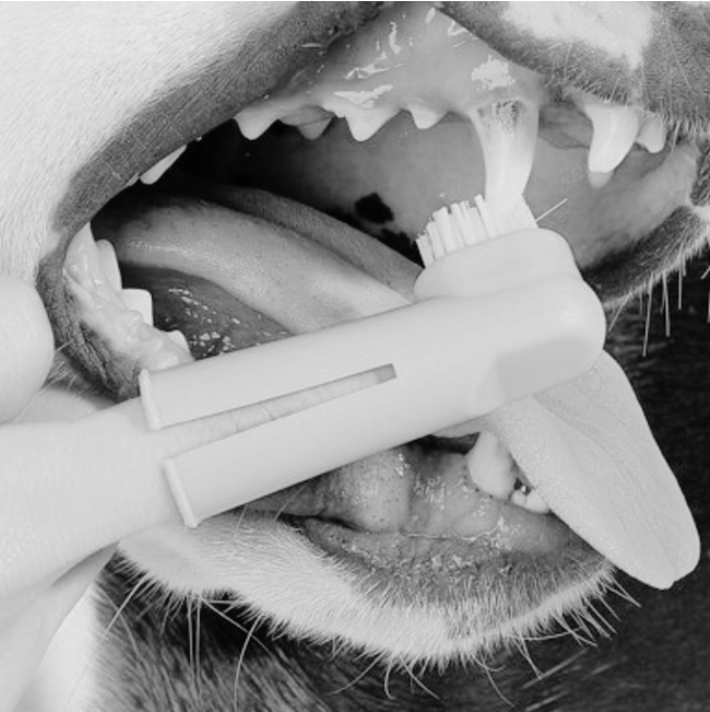 Pet Dent Fingerbrush for Dogs and Cats lifestyle one