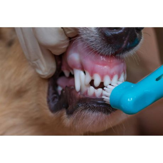 Pet Dent Fingerbrush for Dogs and Cats blue lifestyle