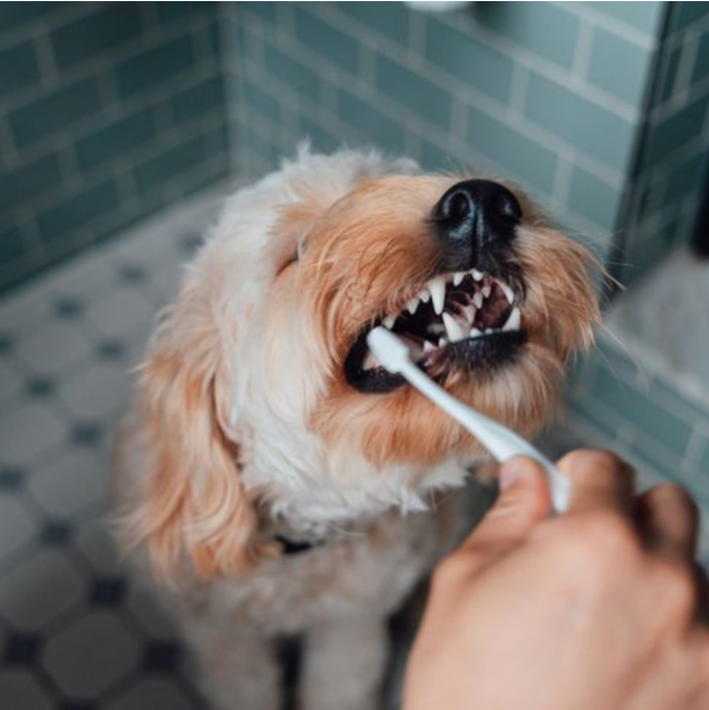 M-Pets whitening Dental Care Set for clean teeth