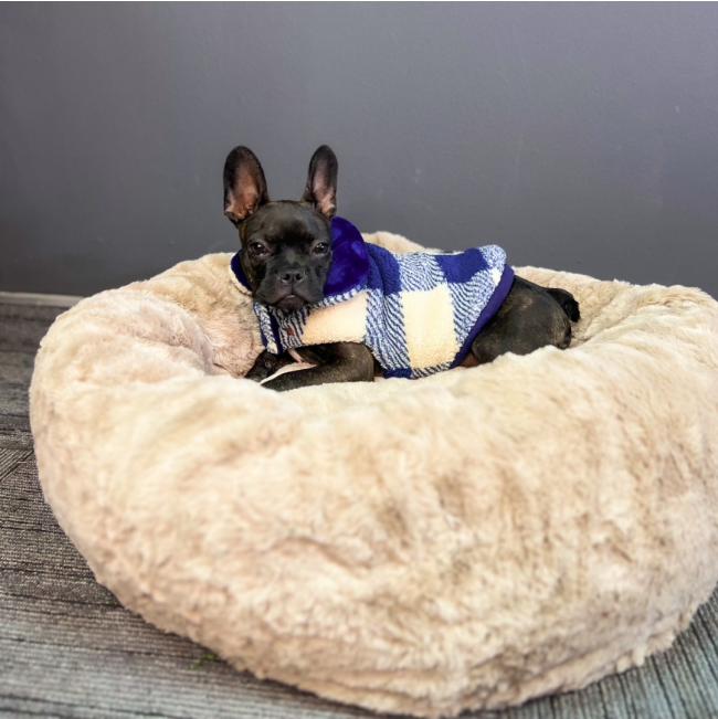 Dog’s Life Champion Winter Cape LS1 Blue