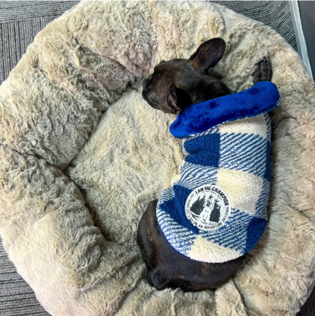 Dog’s Life Champion Winter Cape LS4 Blue