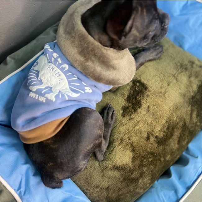 Dog’s Life Snore-A-Saur Winter Cape LS1 Blue