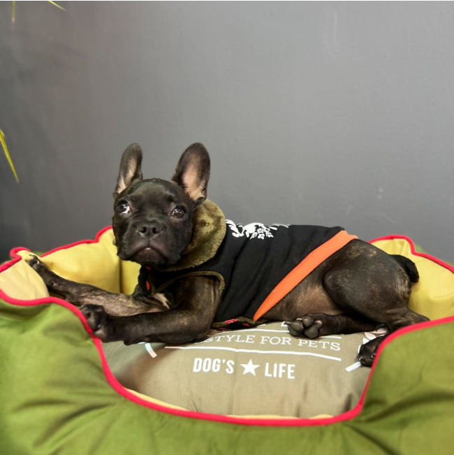 Dog’s Life Snore-A-Saur Winter Cape LS4 Black