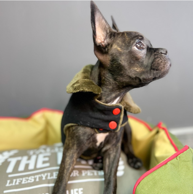 Dog’s Life Snore-A-Saur Winter Cape LS5 Black