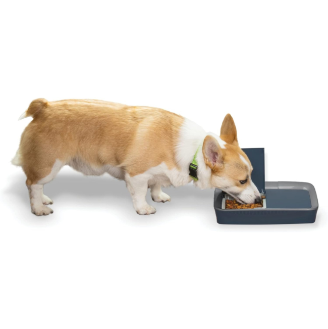 Digital 2 Meal Pet Feeder Life style with corgie