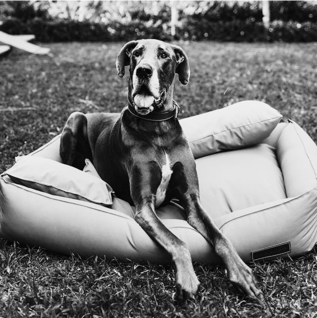 Huntlea Dog Koletto Bolster Bed lifestyle image with large breed dog lying in bed on grass