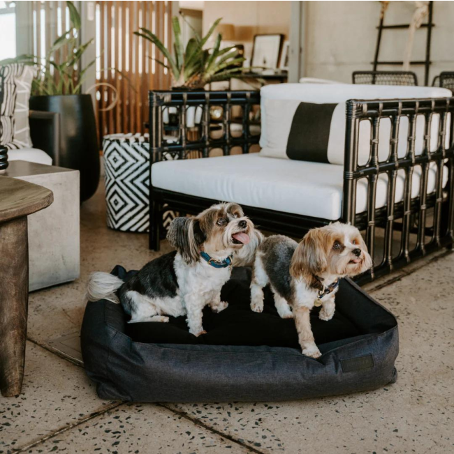 Huntlea Dog Urban Bolster Bed lifestyle with 2 small dogs sitting on bed