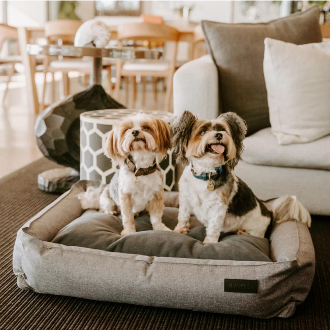 Huntlea Dog Urban Bolster Bed lifestyle with grey bed and 2 small dogs
