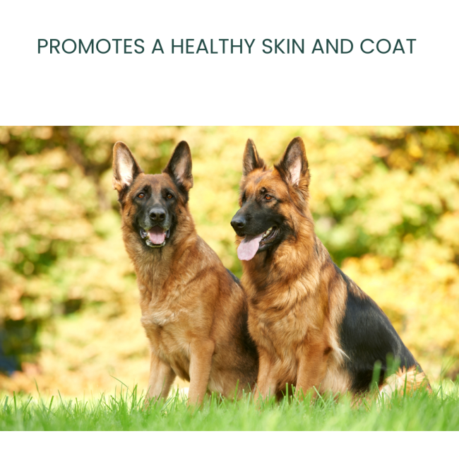 ResiFlex Tablets for Dogs supports skin and coat health