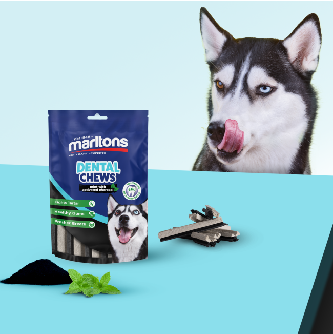 dental chews with mint leaf and charcoal powder with a large breed dog