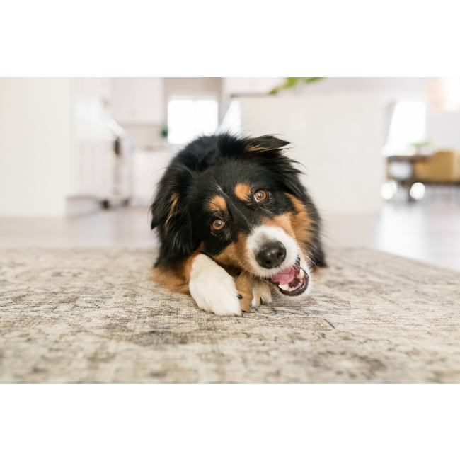 dog chewing on antler treat border collie