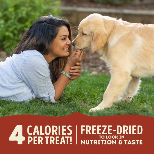 Golden retriever with lady lying on the grass