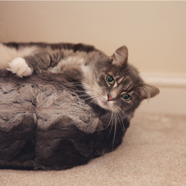 cat laying in snuggle plush bed