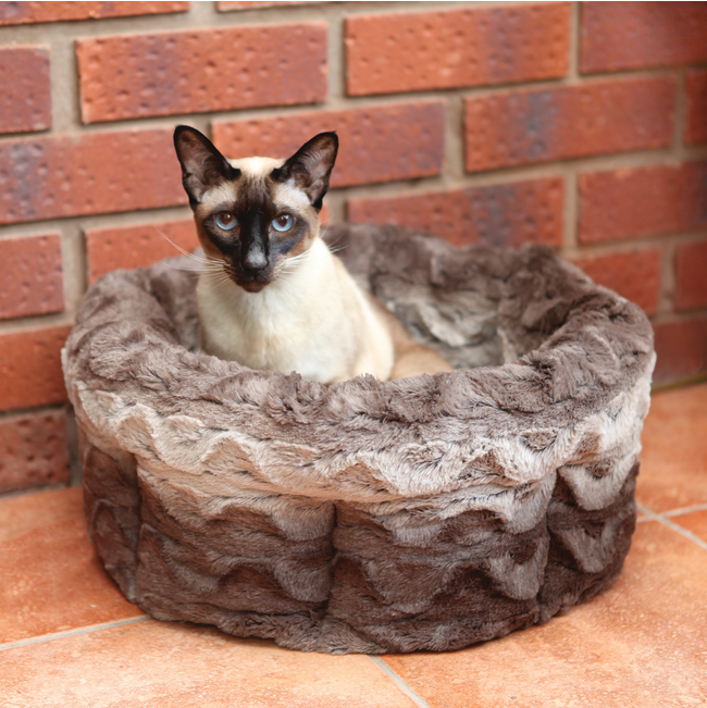 cat sitting in snuggle plush bed