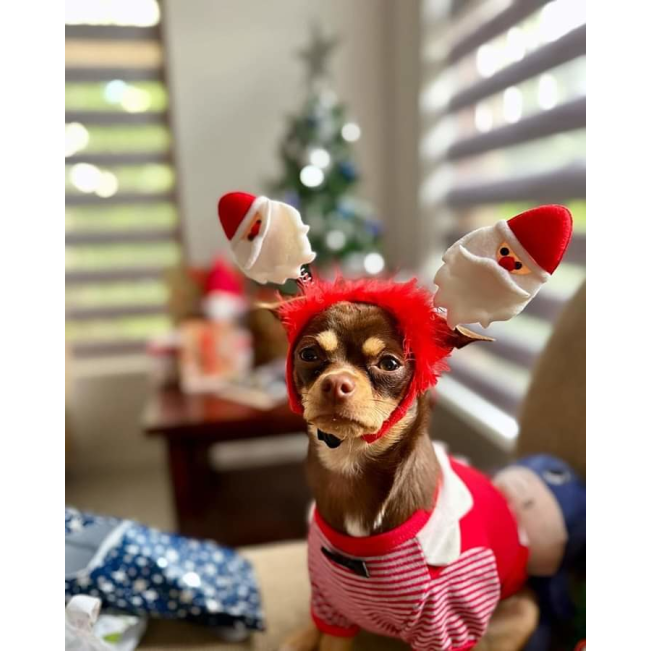 small dog with santa claus headband and outfit