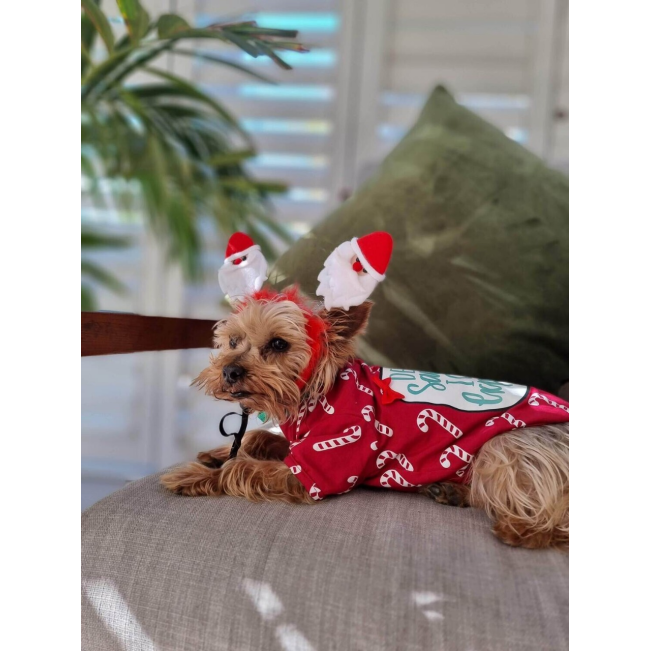 yorkie laying down while wearing santa claus headband