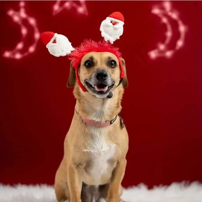 medium dog wearing santa claus headband facing camera