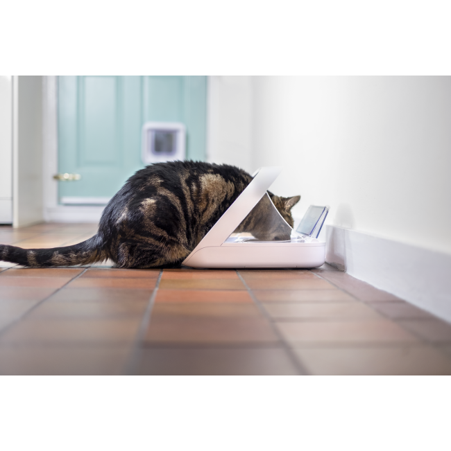 Lifestyle Cat eating out of pet feeder
