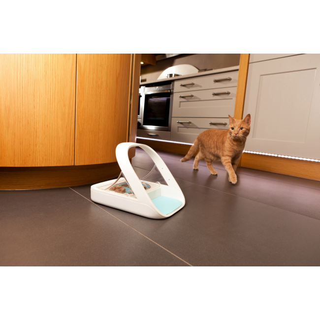 Ginger Cat next to pet feeder side profile