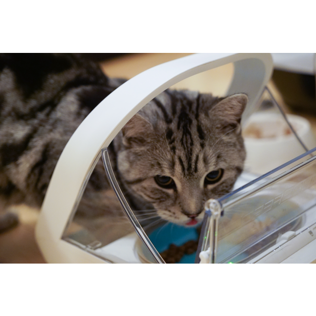 Cat eating out a Surefeed Microchip Pet Feeder Connect with blue bowl