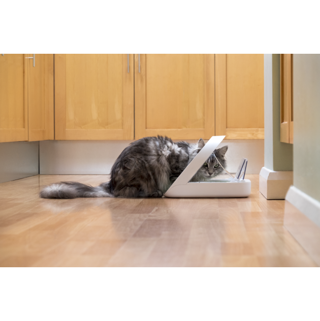 Grey coloured eating out of a Surefeed Microchip Pet Feeder Connect