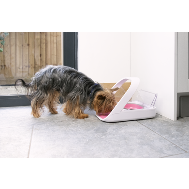 Yorkie eating out of a Surefeed Microchip Pet Feeder Connect
