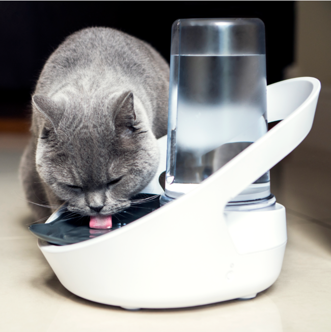 Cat drinking out of Felaqua Connect Drink Monitoring Bowl