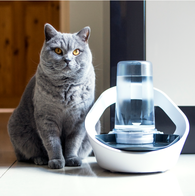 Grey haire,yellow coloured eyed sanding cat next to Felaqua Connect Drink Monitoring Bowl