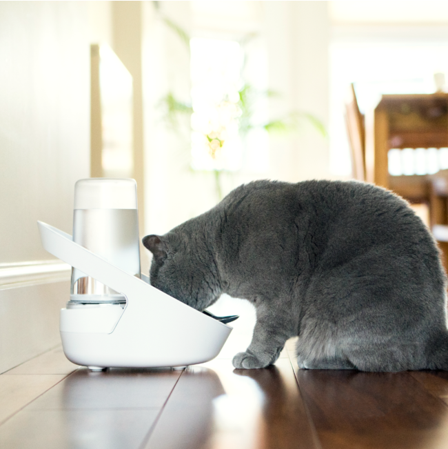 Lifestyle Grey Cat drinking out of Felaqua Connect Drink Monitoring Bowl