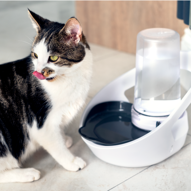Lifestyle Cat next to Felaqua Connect Drink Monitoring Bowl