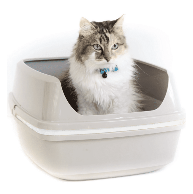 cat sitting in life to sift litter box