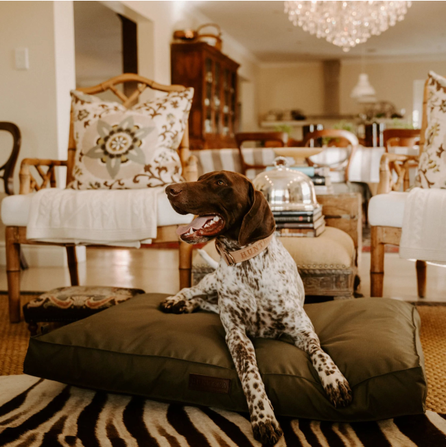 Huntlea Dog Kalahari Orthopaedic Bed lifestyle image with spotted dog lying on bed