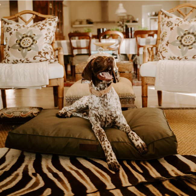 Huntlea Dog Kalahari Orthopaedic Bed lifestyle with spotted medium breed dog lying on bed in lounge