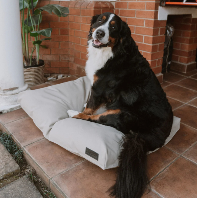 lifestyle image of large dog sitting on bed outside