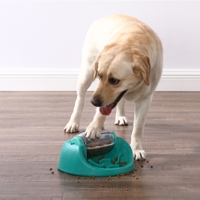 golden lab eating and playing with the puzzle toy