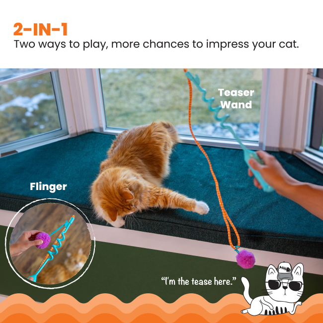cat playing with toy and human