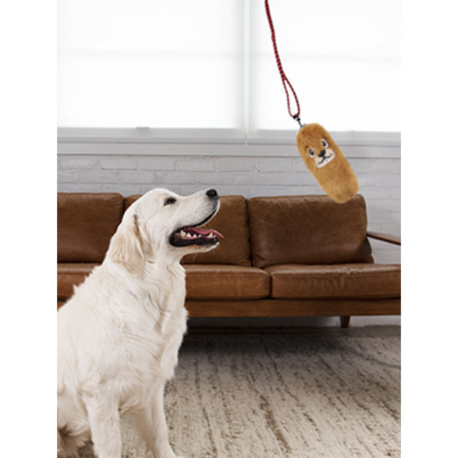 golden lab with beaver replacement