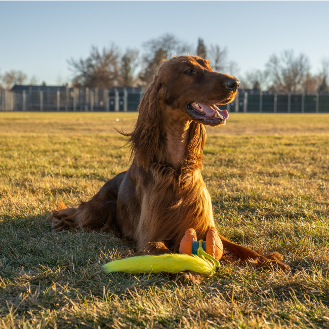 dog laying on grass with toy in between its paws