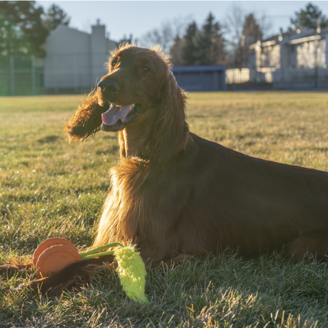 dog laying on grass with toy in between its paws - side view