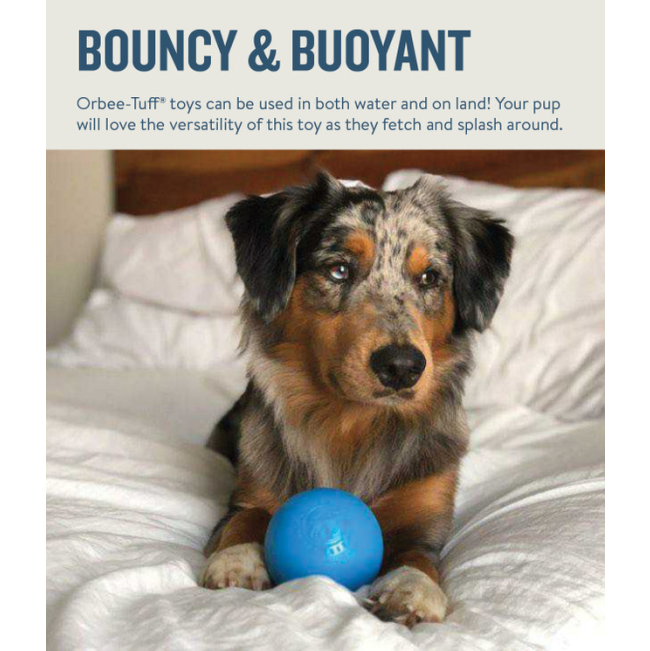 dog laying on bed with blue ball